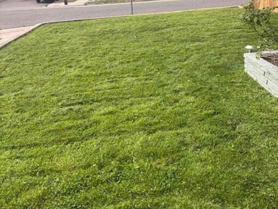 Lawn Care service in Englewood, 80113