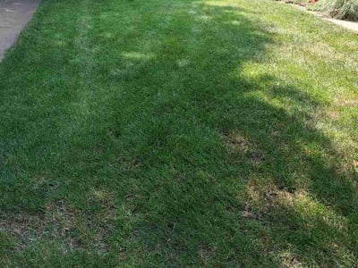 Lawn Care service in Dekalb, 60115