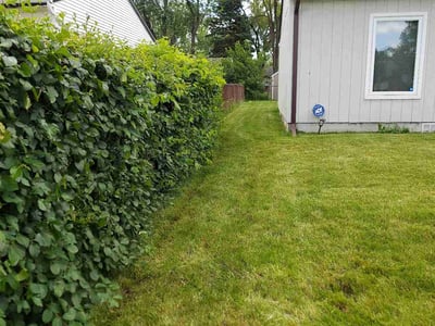 Lawn Care service in Westmont, 60559