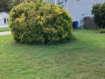 Lawn Care service in Bakersfield, 93301