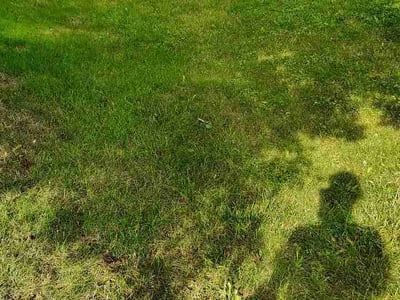 Lawn Care service in ,