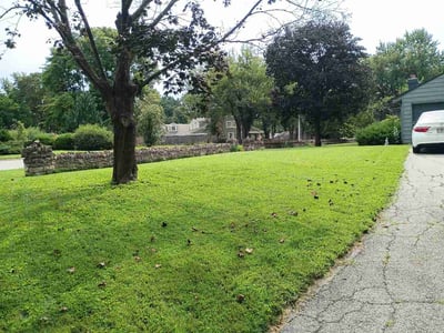 Lawn Care service in Parkville, 64152