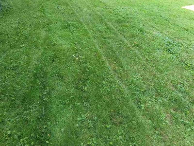 Lawn Care service in Irwin, 15642
