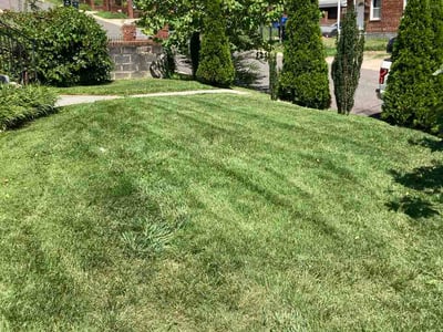 Lawn Care service in Potomac, 20036