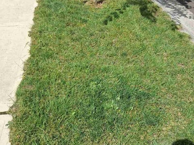 Lawn Care service in Lacey, 98503