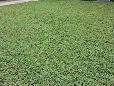 Lawn Care service in Ozone Park, 11417