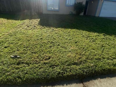 Lawn Care service in Oroville, 95965