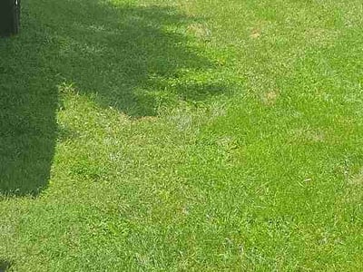 Lawn Care service in Rock Hill, 29730