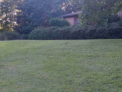 Lawn Care service in Macon, 31201