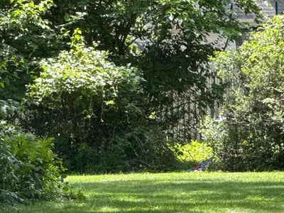 Lawn Care service in East Moline, 61244