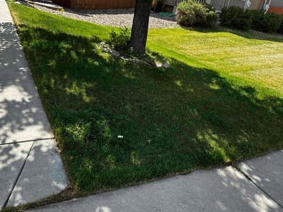Lawn Care service in Longmont, 80501