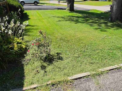 Lawn Care service in O Fallon, 62269