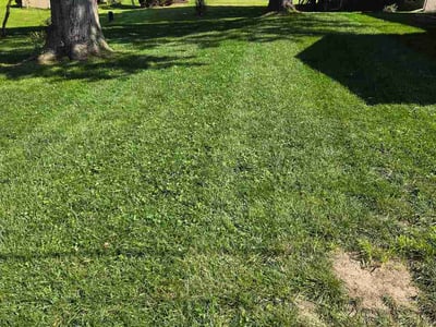 Lawn Care service in Iowa City, 52240