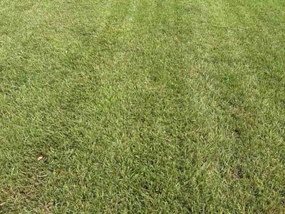 Lawn Care service in Angleton, 77515