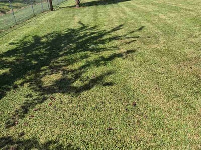 Lawn Care service in Lake Jackson, 77566