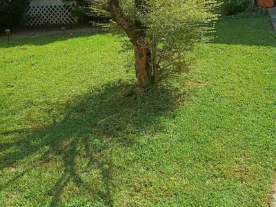 Lawn Care service in Lithonia, 30058