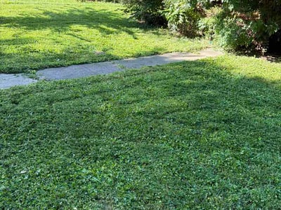 Lawn Care service in Broad Ripple, 46220