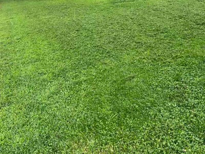 Lawn Care service in Horn Lake, 37160