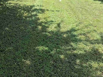 Lawn Care service in Elgin, 78621