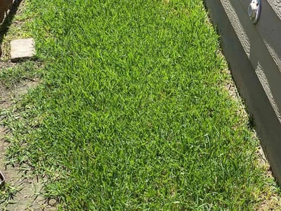 Lawn Care service in Pflugerville, 78660