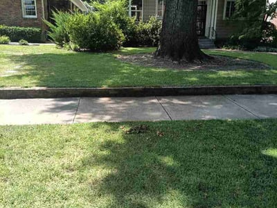 Lawn Care service in Covington, 38019