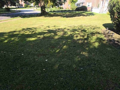 Lawn Care service in Springfield, 19064
