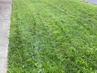 Lawn Care service in Dormont, 15216