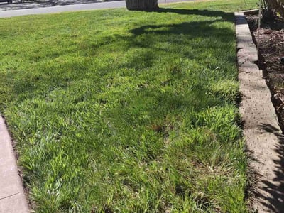 Lawn Care service in Modesto, 95354