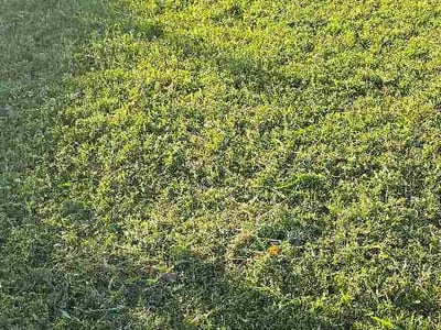 Lawn Care service in Tustin, 92780