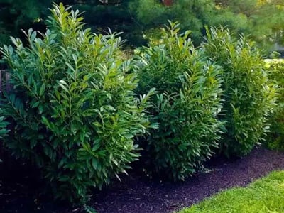Lawn Care service in Scarsdale, 10583