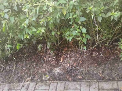 Leaf Removal service in Lutz, 33549