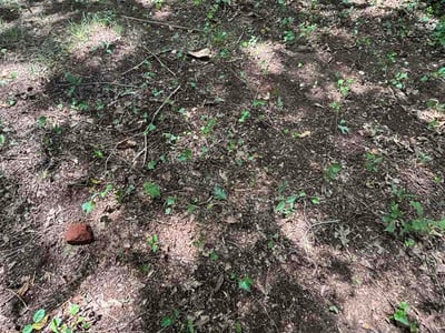 Leaf Removal service in McDonough, 30253