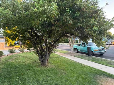 Leaf Removal service in Lubbock, 79401