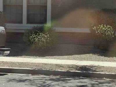 Leaf Removal service in Gilbert, 85295
