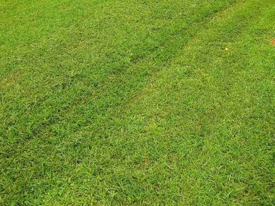 Lawn Care service in Darlington, 29532