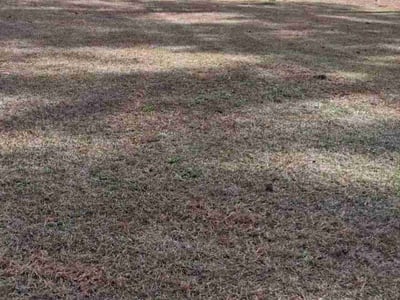Leaf Removal service in Greensboro, 27401