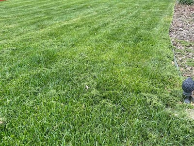 Lawn Care service in Lafayette, 80026