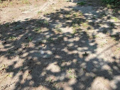 Leaf Removal service in Chesapeake, 23320