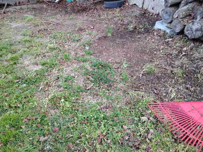 Leaf Removal service in Chesapeake, 23320