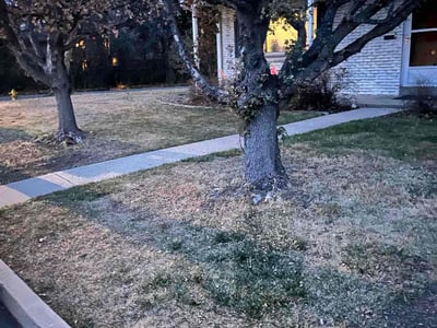 Leaf Removal service in Brighton, 80601