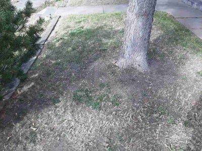 Leaf Removal service in Brighton, 80601