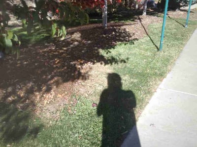 Leaf Removal service in Brighton, 80601