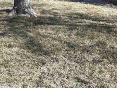 Leaf Removal service in Brighton, 80601