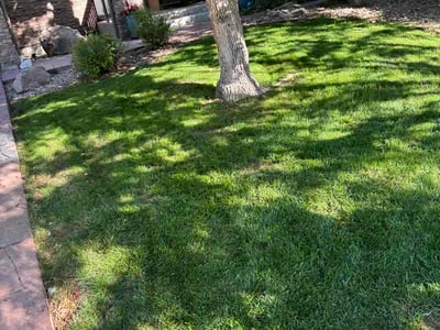 Lawn Care service in Broomfield, 80020