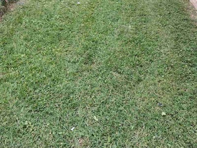 Lawn Care service in Forest Hill, 21050