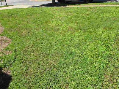 Lawn Care service in Tustin, 92780