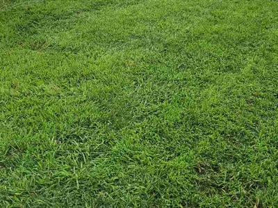 Lawn Care service in Columbia, 38401