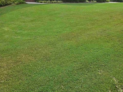 Lawn Care service in El Cajon, 92020