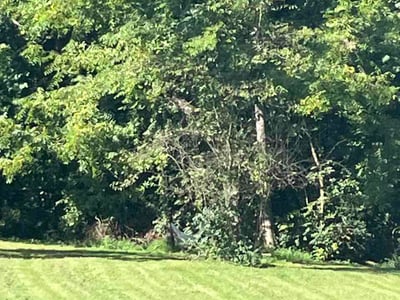 Lawn Care service in Corryton, 37721