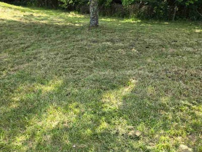 Lawn Care service in Hyde Park, 45208